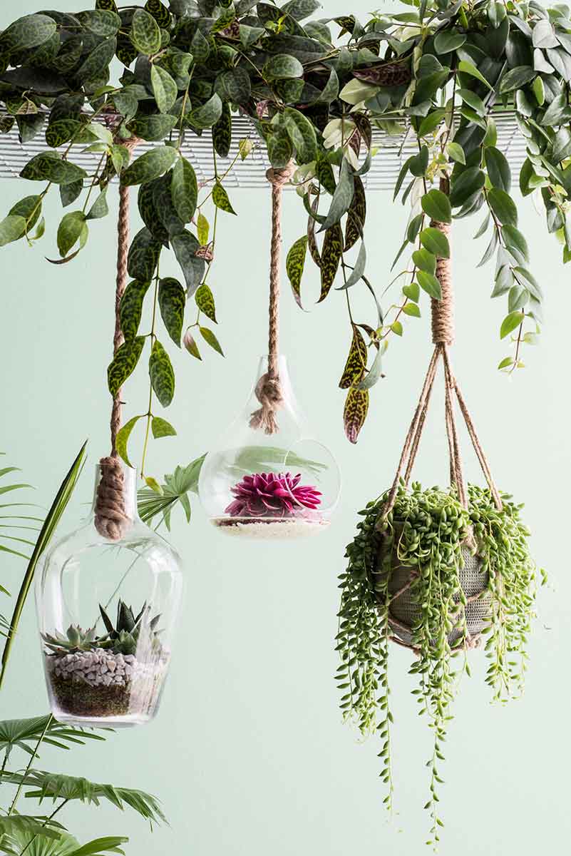 Mica Decorations fittonia hangend groen maat in cm: 80 x 30 x 15
