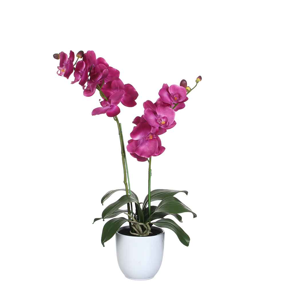 Mica Decorations phalaenopsis paars tusca wit (dia 12) - 45x28x50