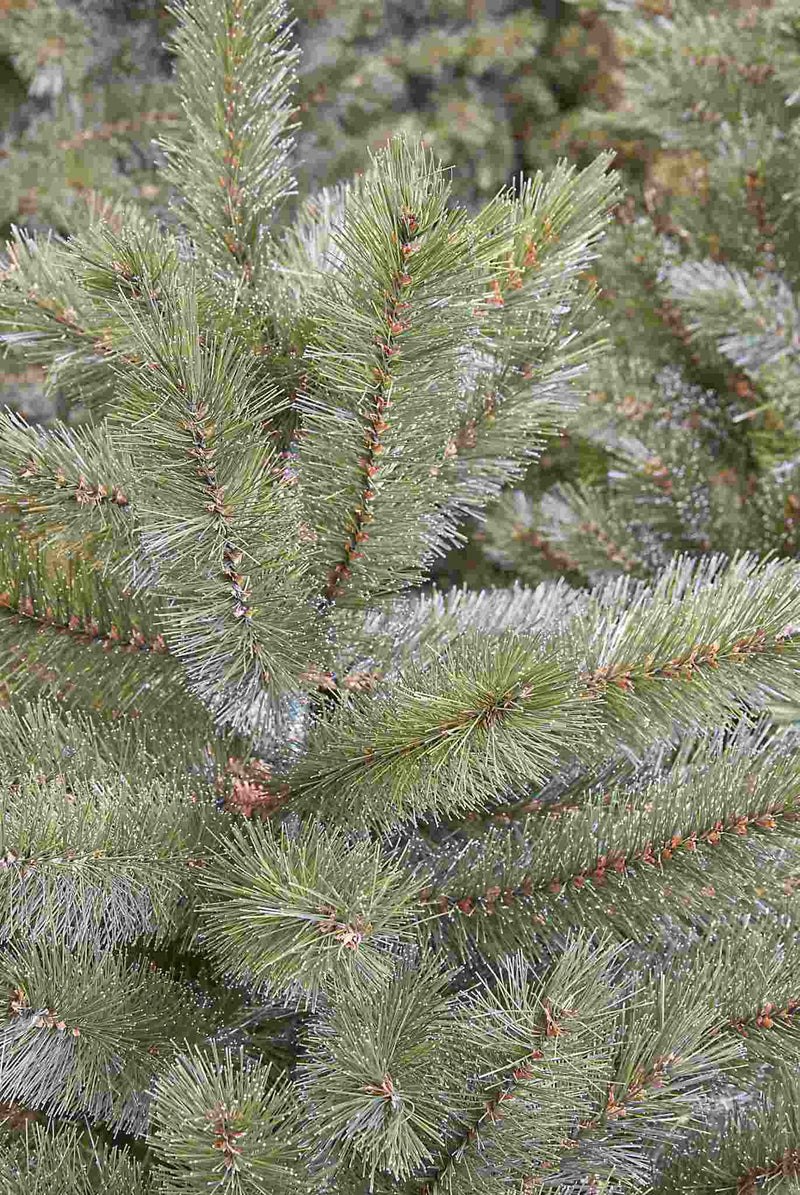 Triumph Tree Kunstkerstboom Forest frosted - 188x188x305cm - PVC - Groen
