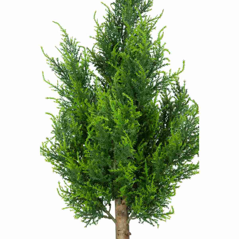 PTMD Kerstversiering Boom Koda - 70x40x90 cm - Plastic - Groen