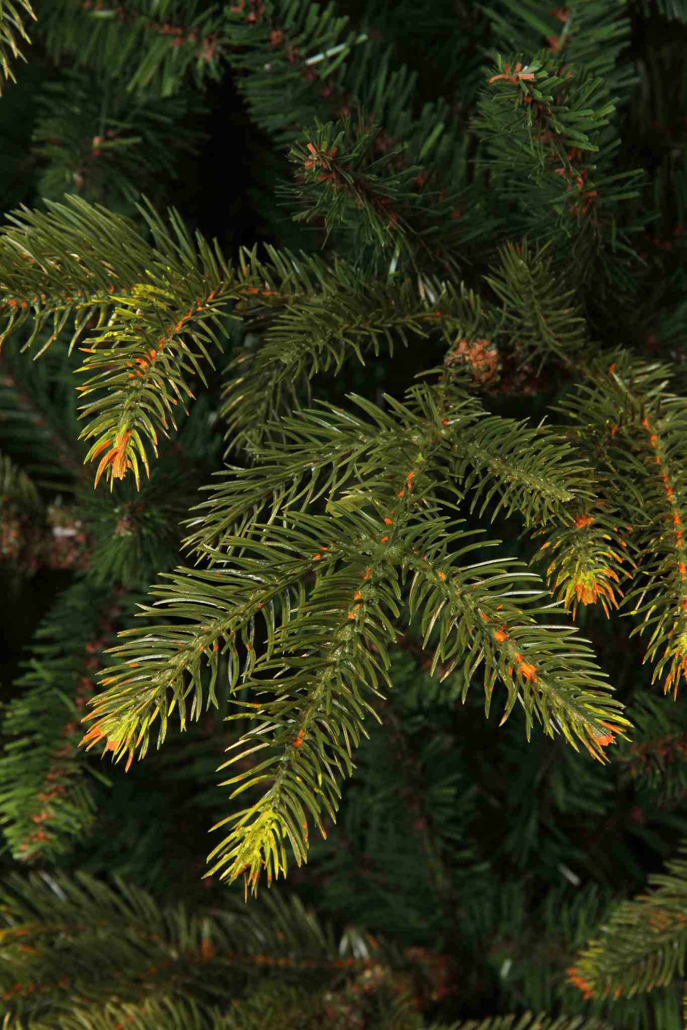 Black Box Trees Kunstkerstboom Frasier - 147x147x230 cm - PVC/hardnaald - Groen