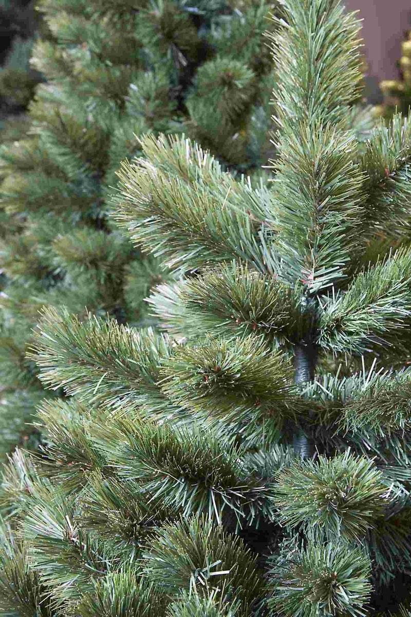 Triumph Tree Kunstkerstboom Camden - 94x94x185 cm - PVC - Groen