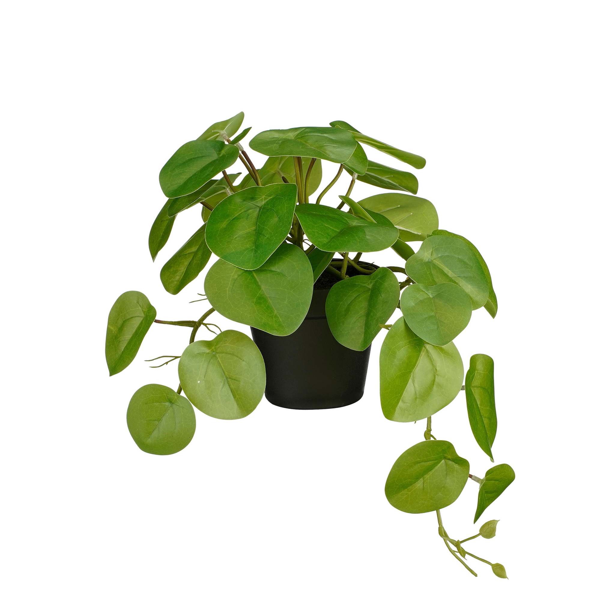Mica Decorations Kunstplant Pilea - 40x22x23 cm - foam - Groen