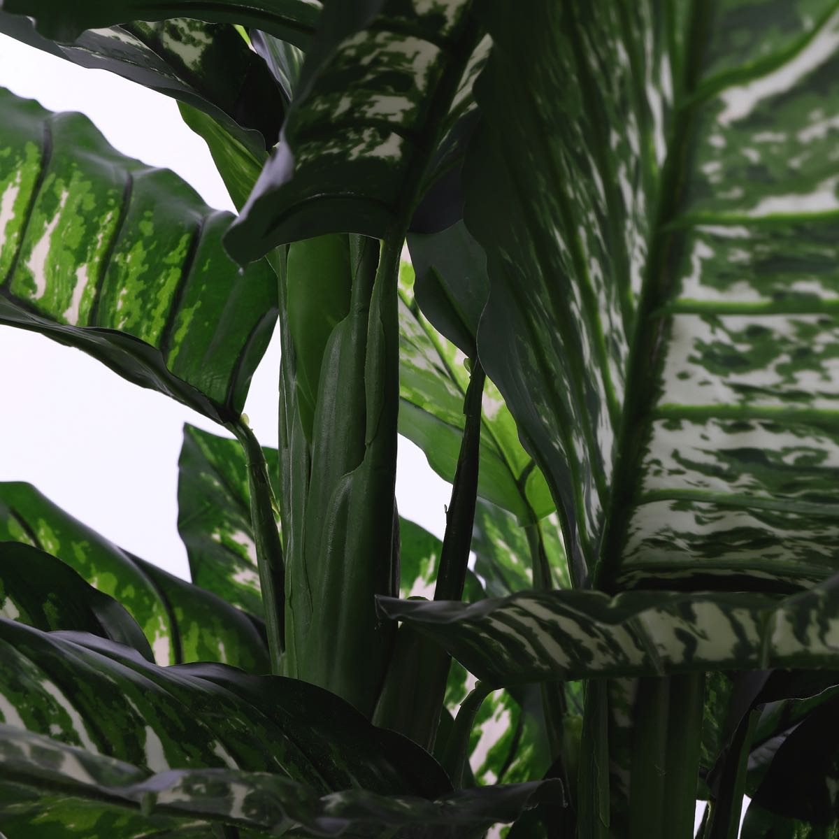 Mica Decorations dieffenbachia in pot maat in cm: 105 x 85