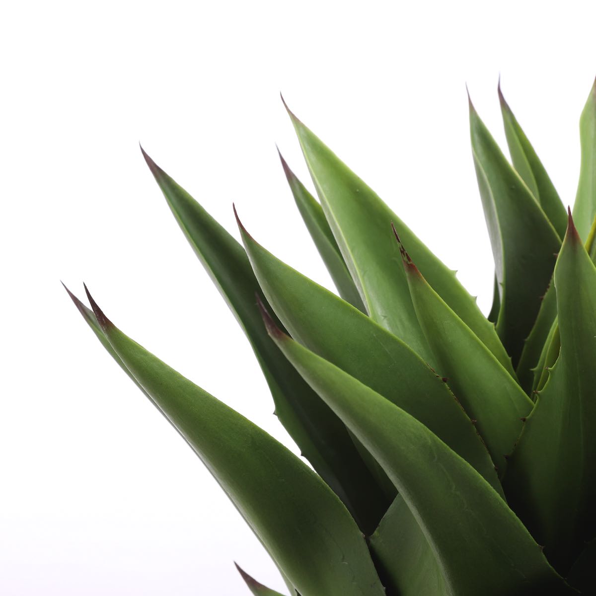 Mica Decorations Agave Kunstplant - H80 x Ø80 cm
