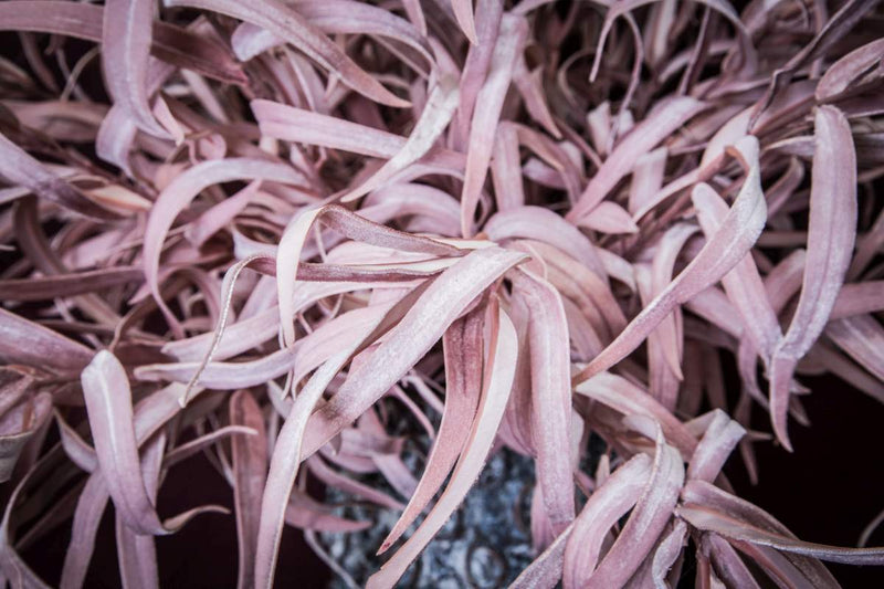 PTMD Leaves Plant Eucalyptus Kunsttak - 47x36x98 cm - Velvet - Roze