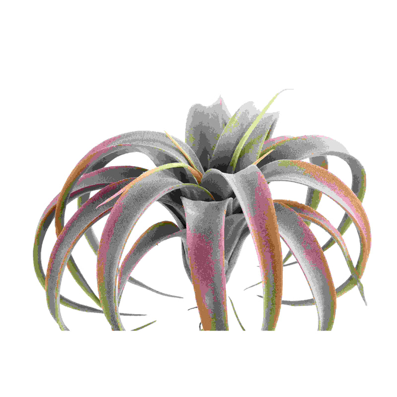 PTMD Succulent Plant Tillandsia Pluk Kunsttak - 14 x 24 x 26 cm - Roze