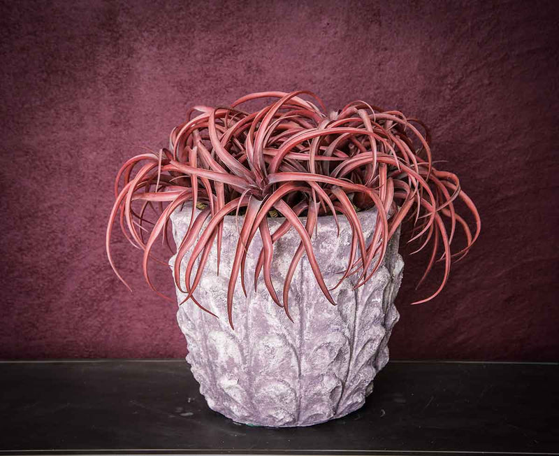 PTMD Succulent Tillandsia Pluk Kunstplant - 9 x 30 x 23 cm - Rood