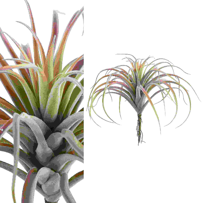 PTMD Succulent Plant Tillandsia Pluk Kunsttak - 20 x 30 x 30 cm - Roze