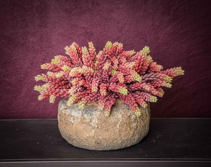 PTMD Succulent Sedumpluk Kunstplant - 15 x 16 x 25 cm - Rood/geel