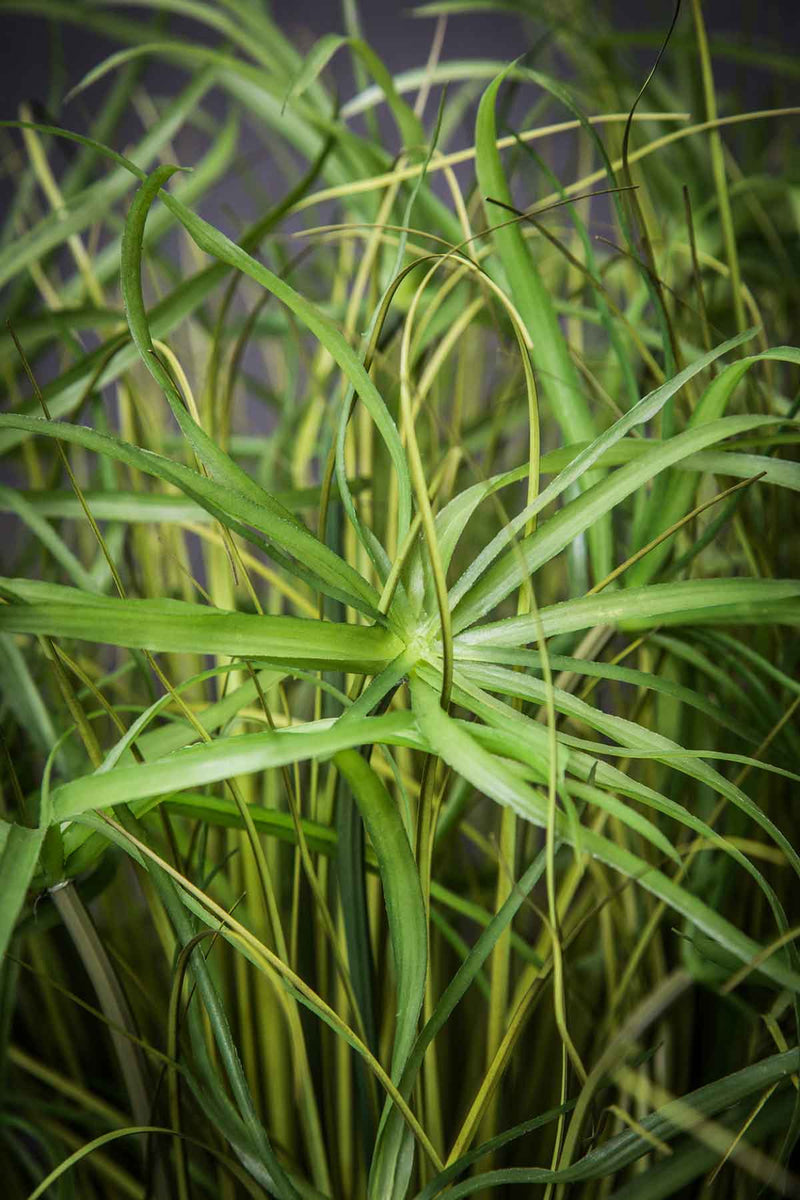 PTMD Leaves Plant Cypress Gras Kunsttak - 53 x 30 x 80 cm - Groen