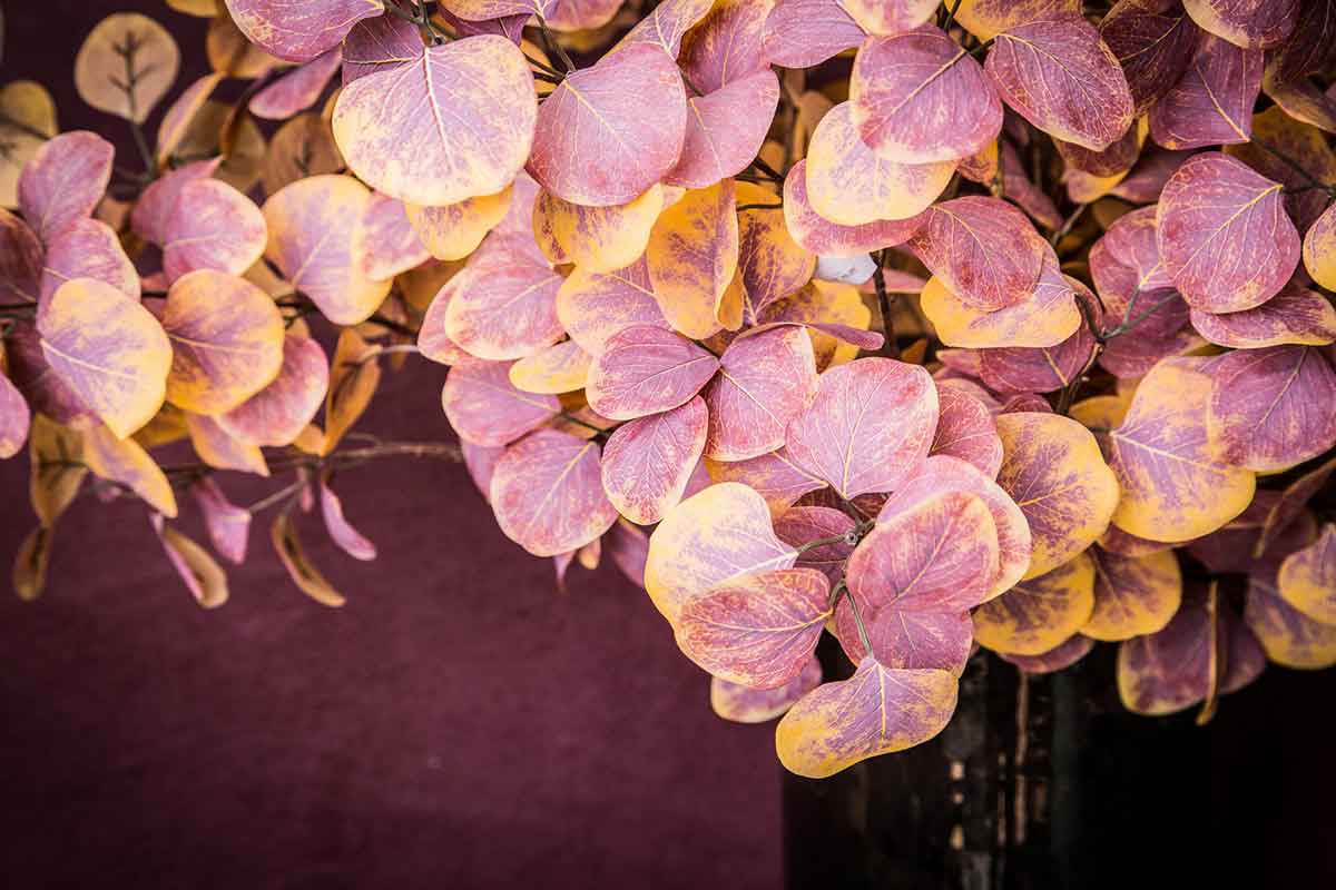 PTMD Leaves Plant Cotimus Kunsttak - 51 x 29 x 90 cm - Geel/roze