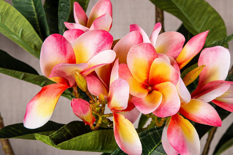 PTMD Plumeria Kunstbloem - 72 x 25 x 110 cm  - Kunststof - Roze