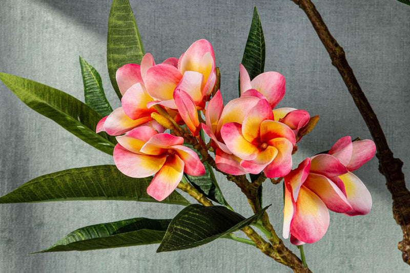 PTMD Plumeria Kunstbloem - 72 x 25 x 110 cm  - Kunststof - Roze