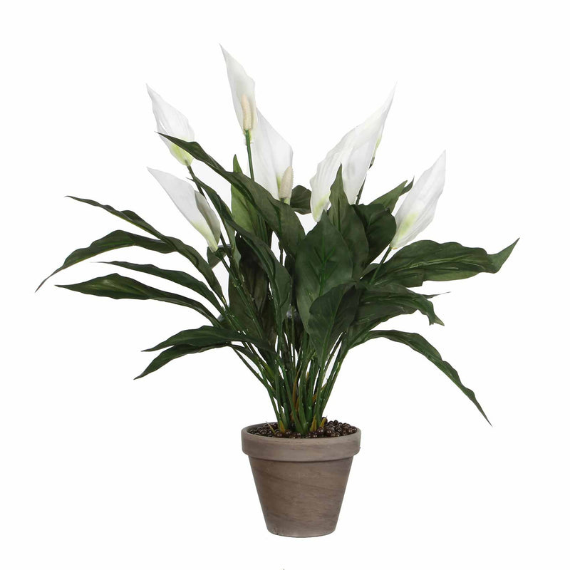 Mica Decorations - spathiphyllum maat in cm: 50 x 40 wit in pot