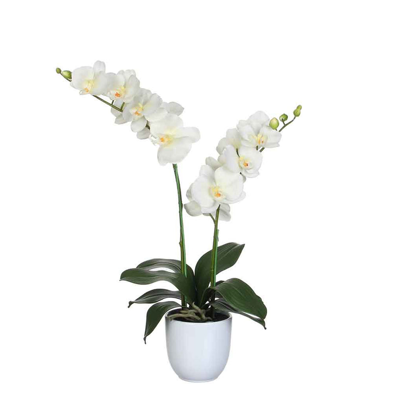 Mica Decorations phalaenopsis creme tusca wit (dia 12) - 45x28x50
