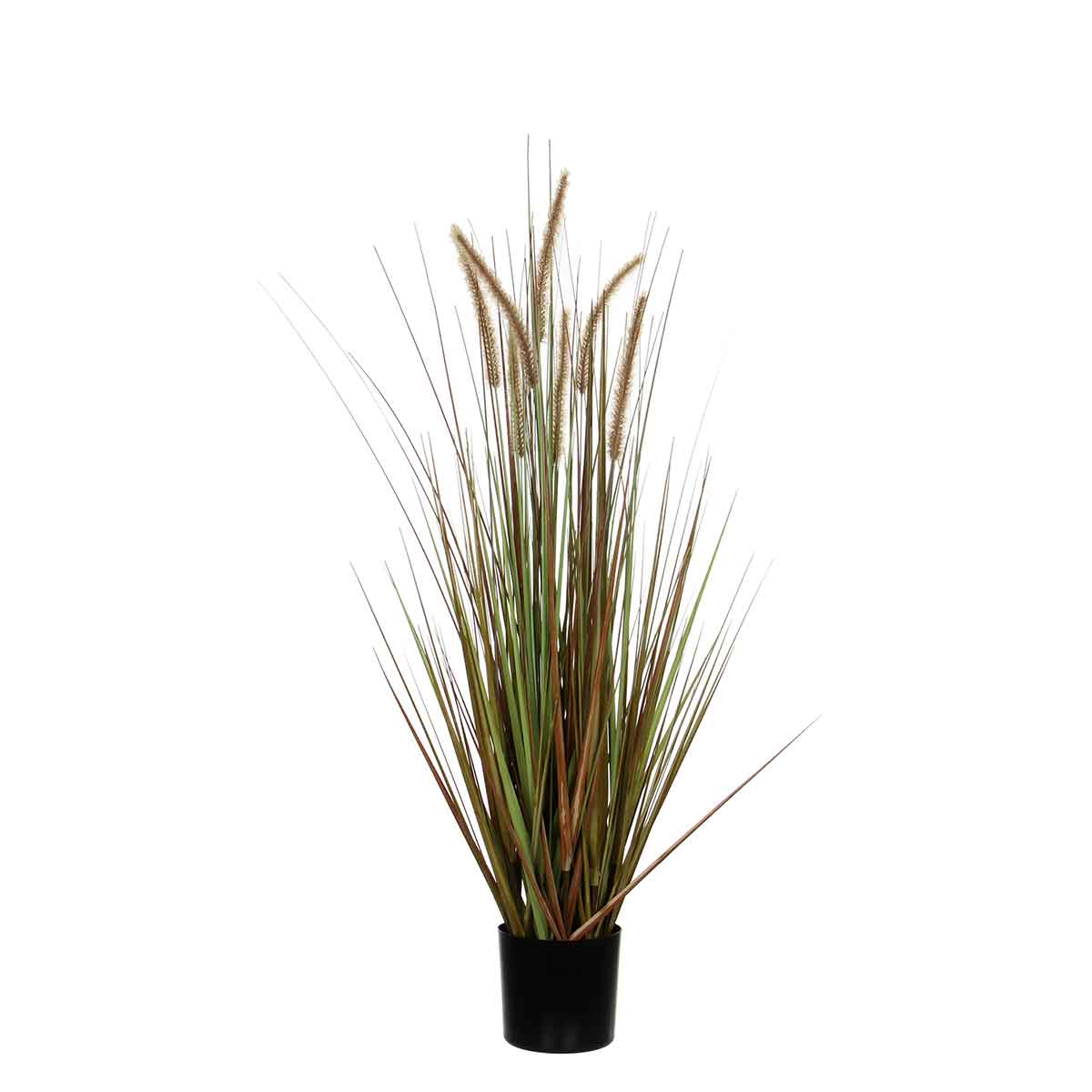 Plume grass dogtail green in pot - h150xd70cm