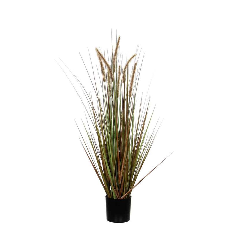 Plume grass dogtail green in pot - h150xd70cm