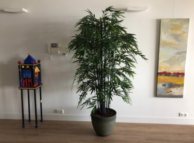 Mica Decorations bamboe h200d100 groen met zwarte stammen